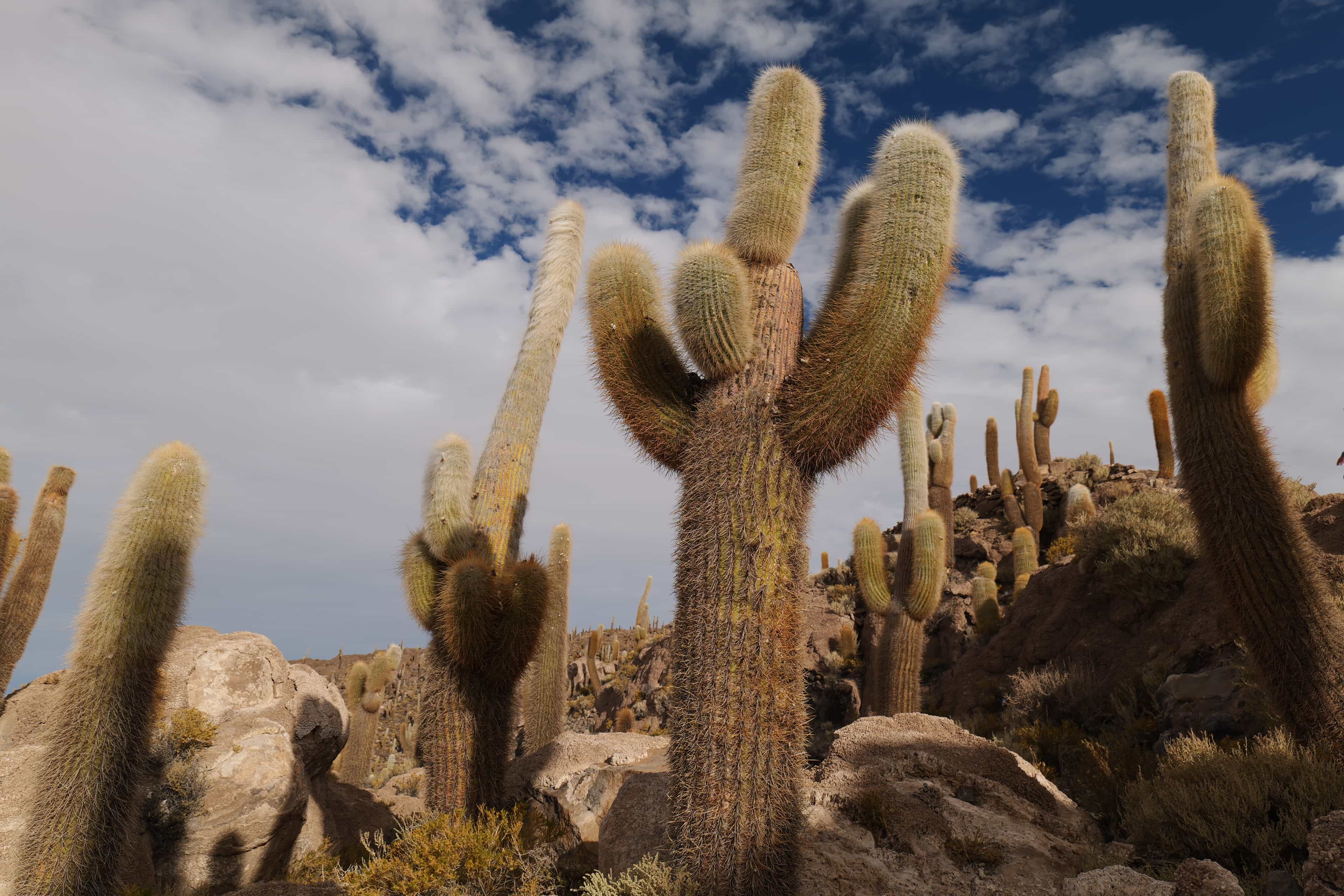 Photo 47 from Bolivia
