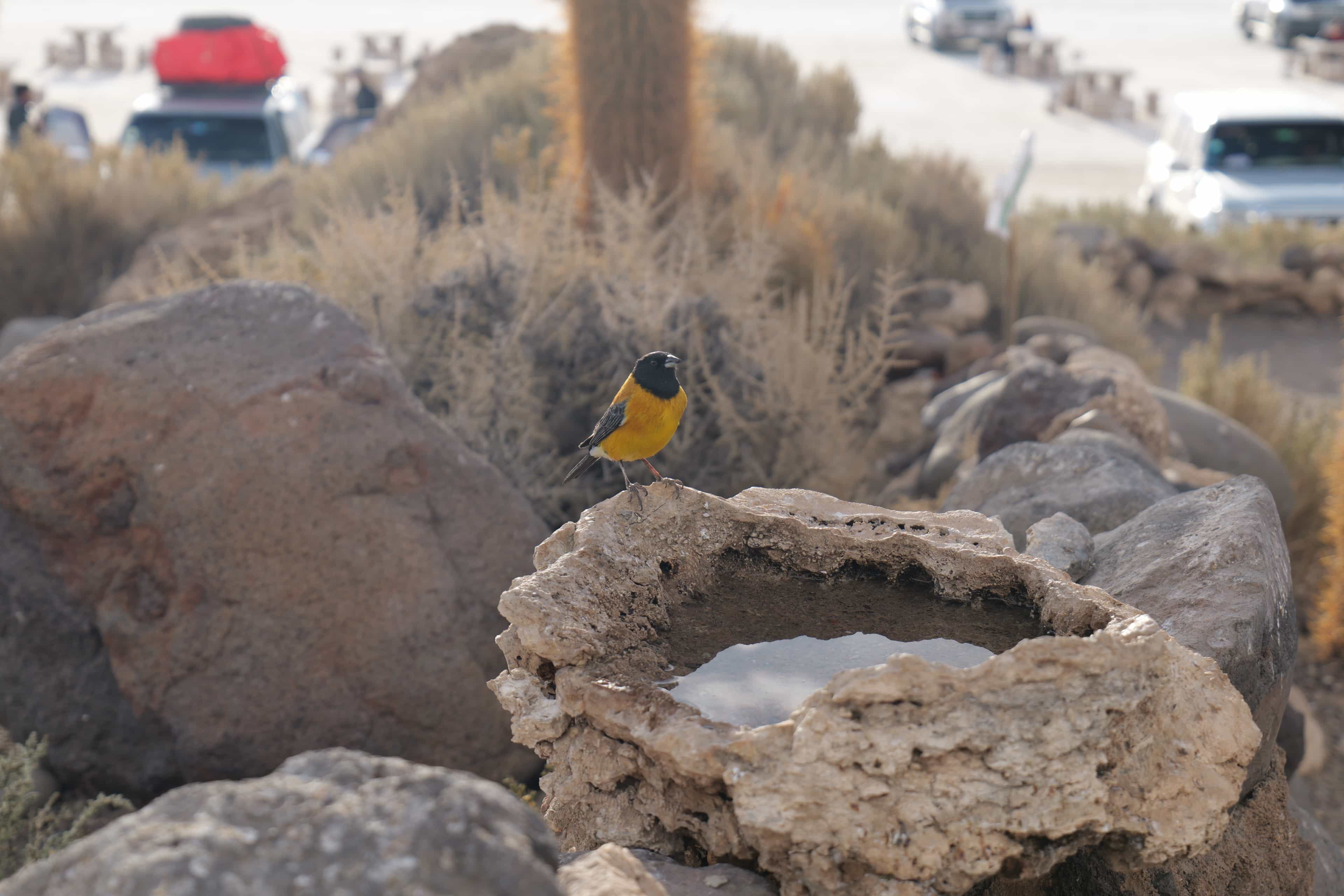 Photo 54 from Bolivia