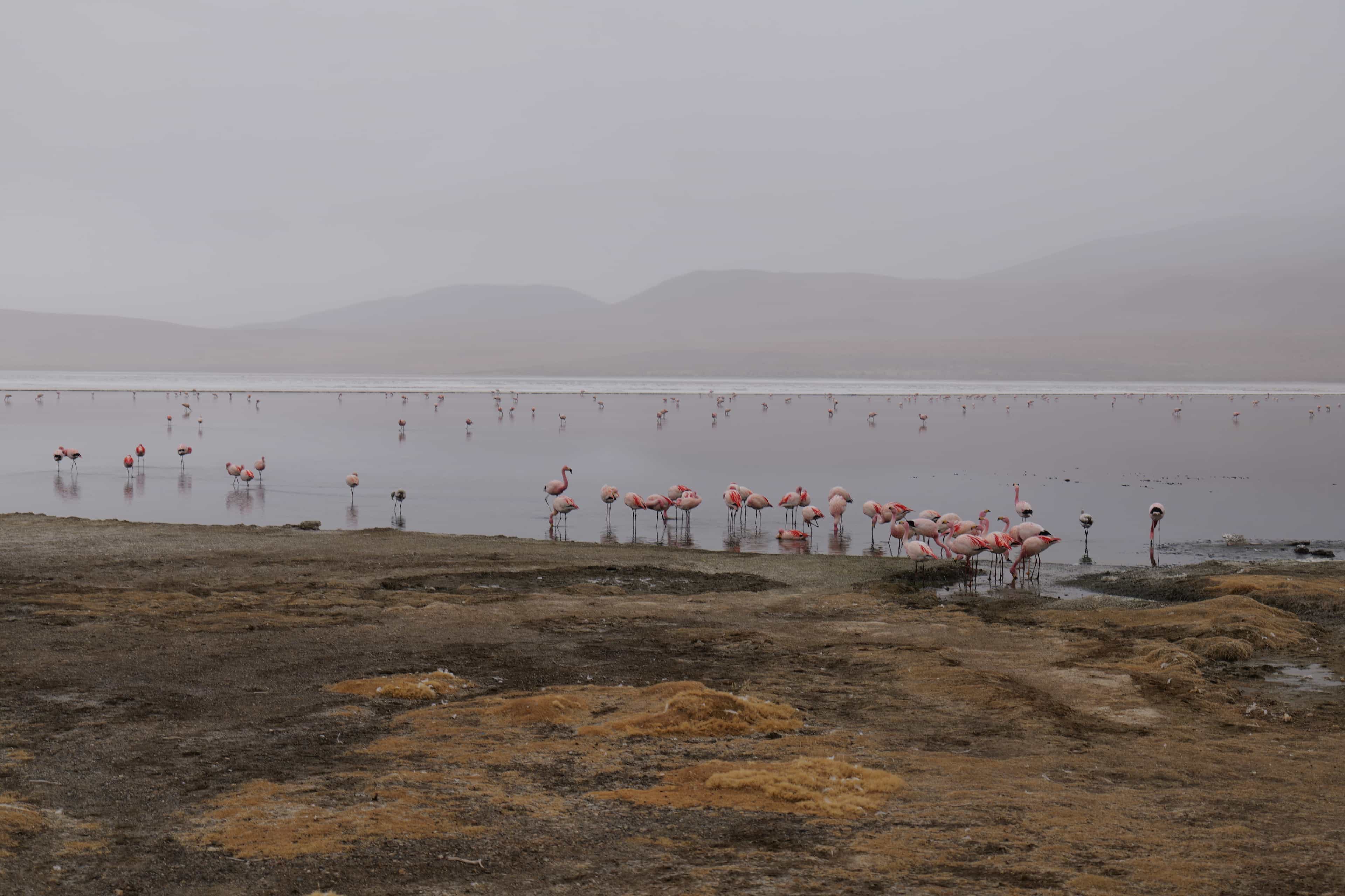 Photo 84 from Bolivia