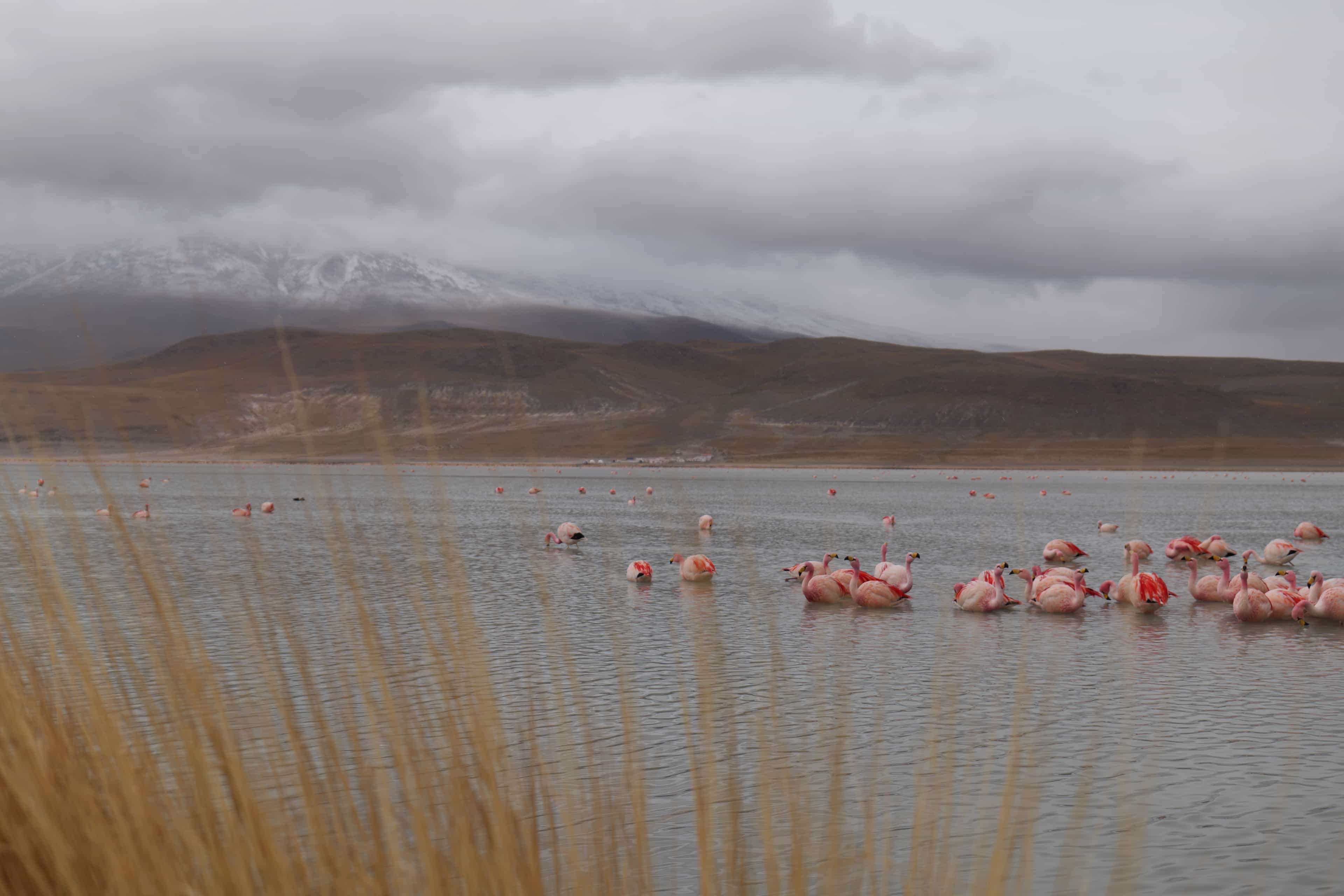 Photo 90 from Bolivia
