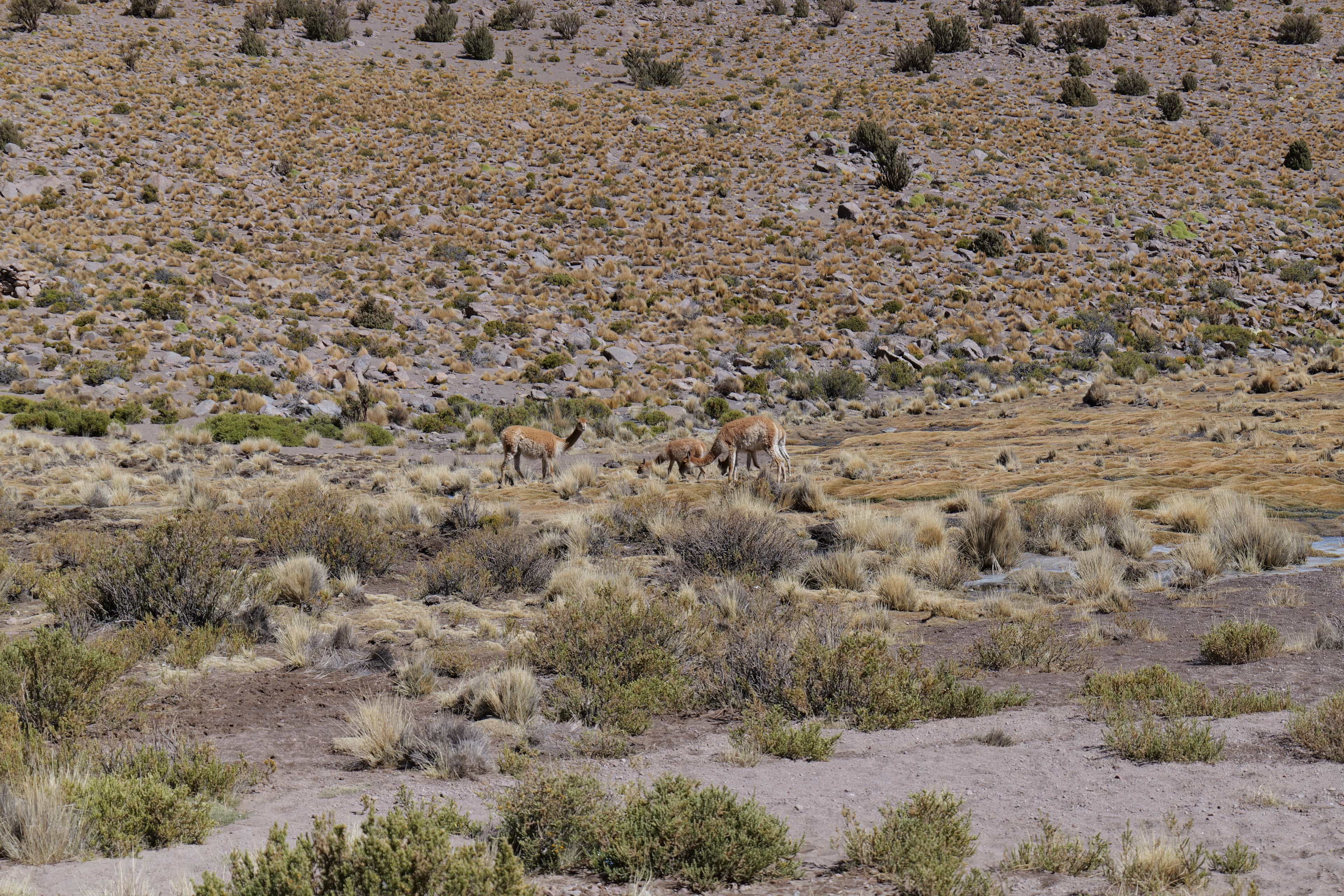 Photo 134 from Bolivia