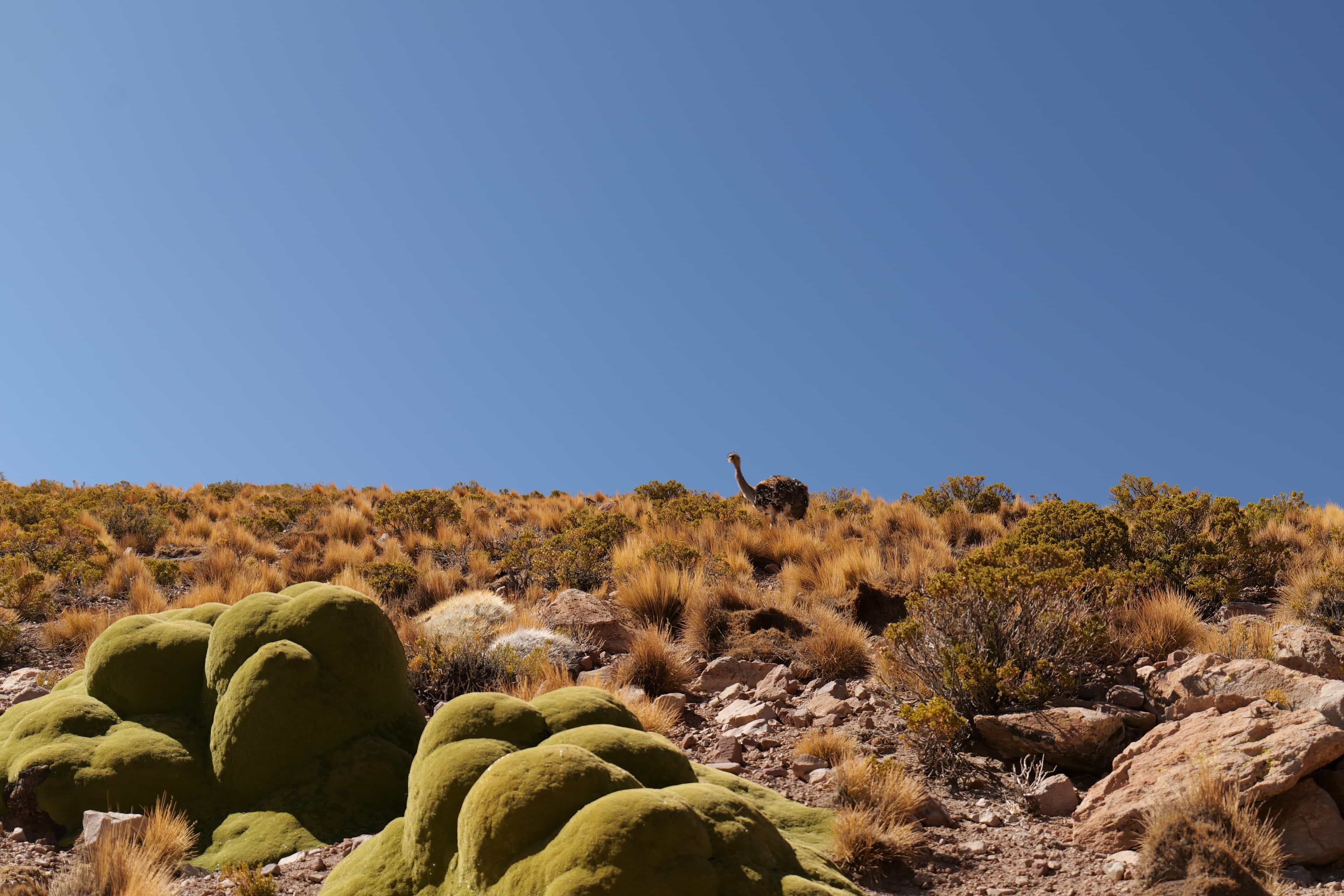 Photo 135 from Bolivia