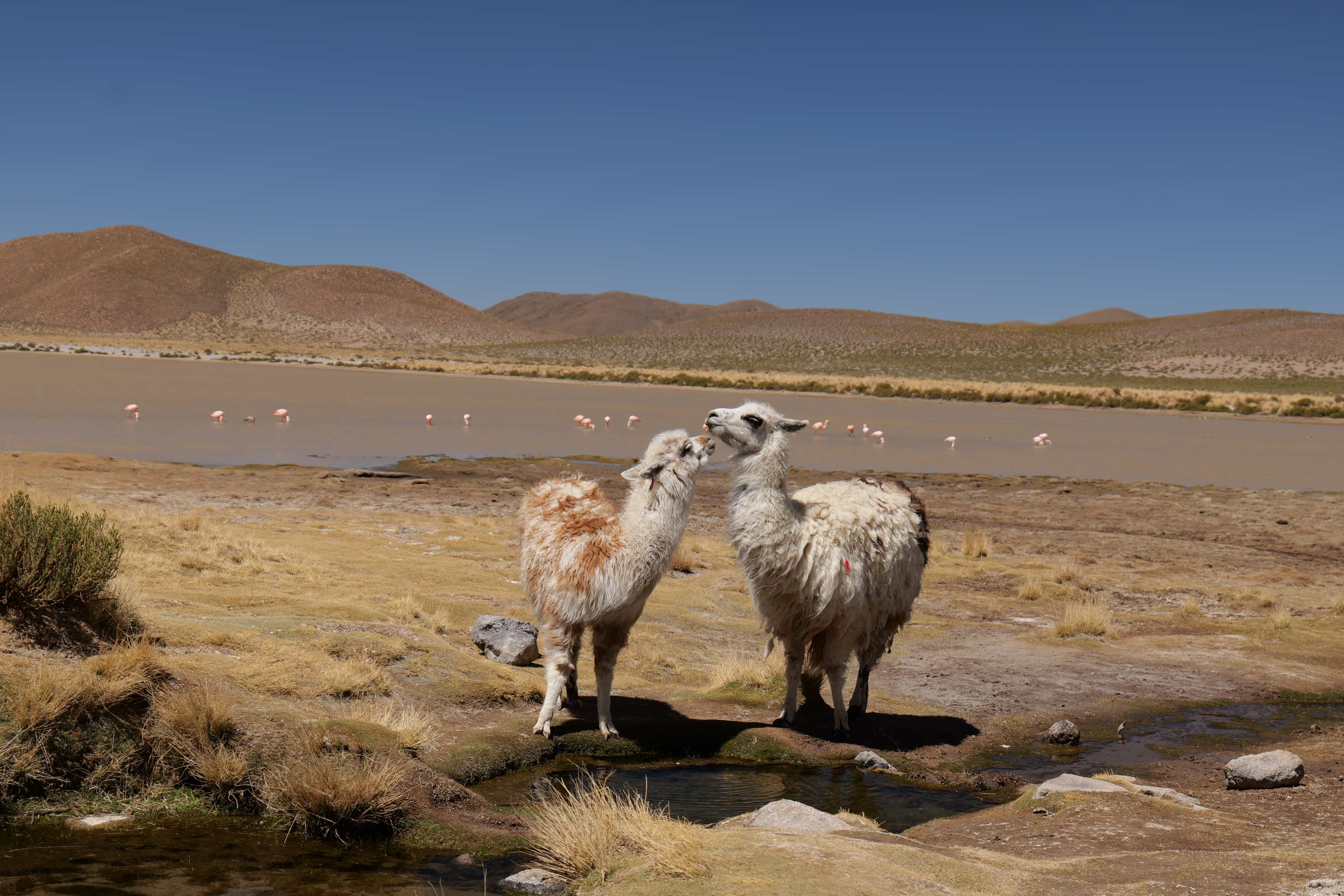 Photo 143 from Bolivia