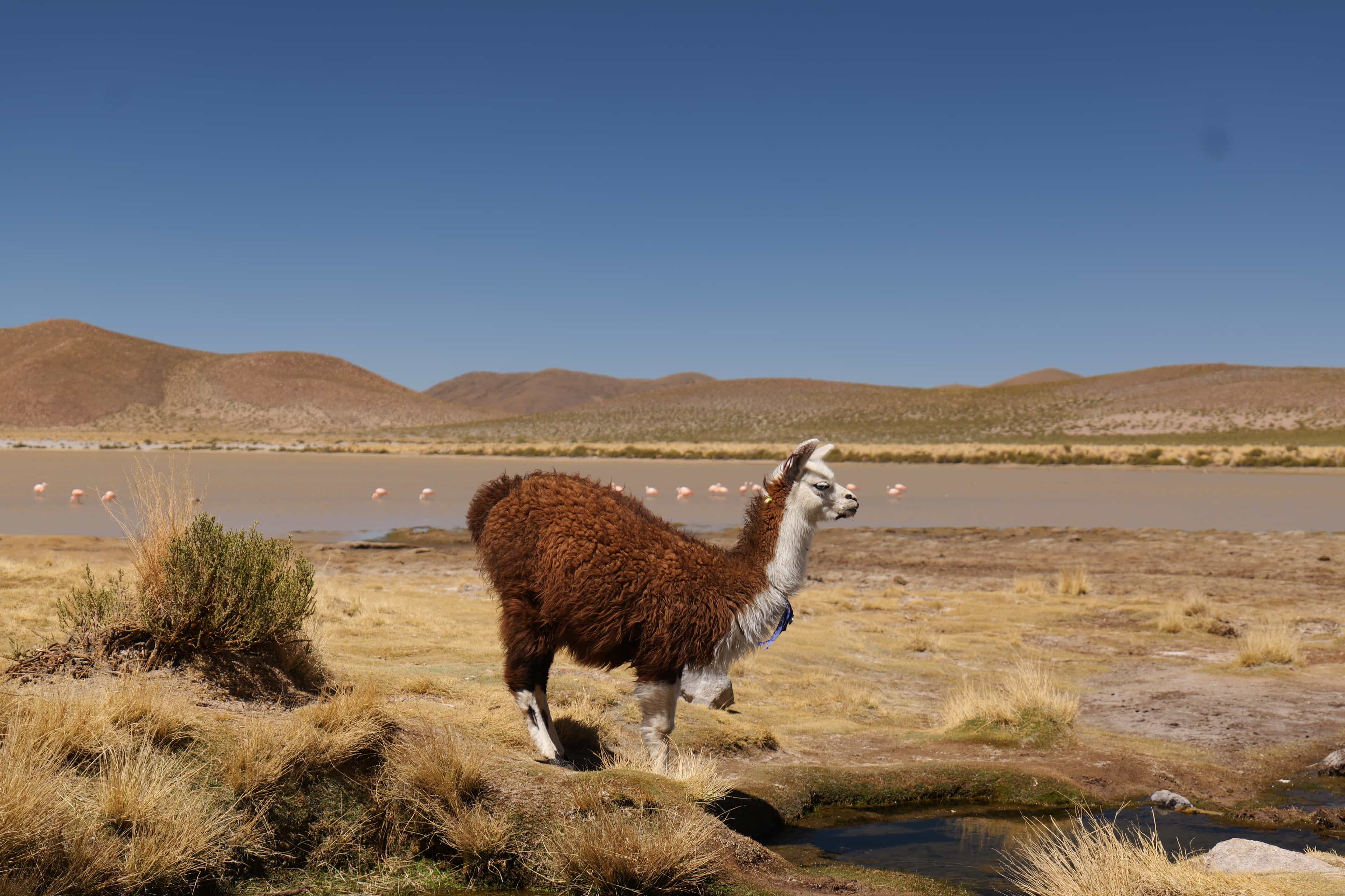 Photo 144 from Bolivia