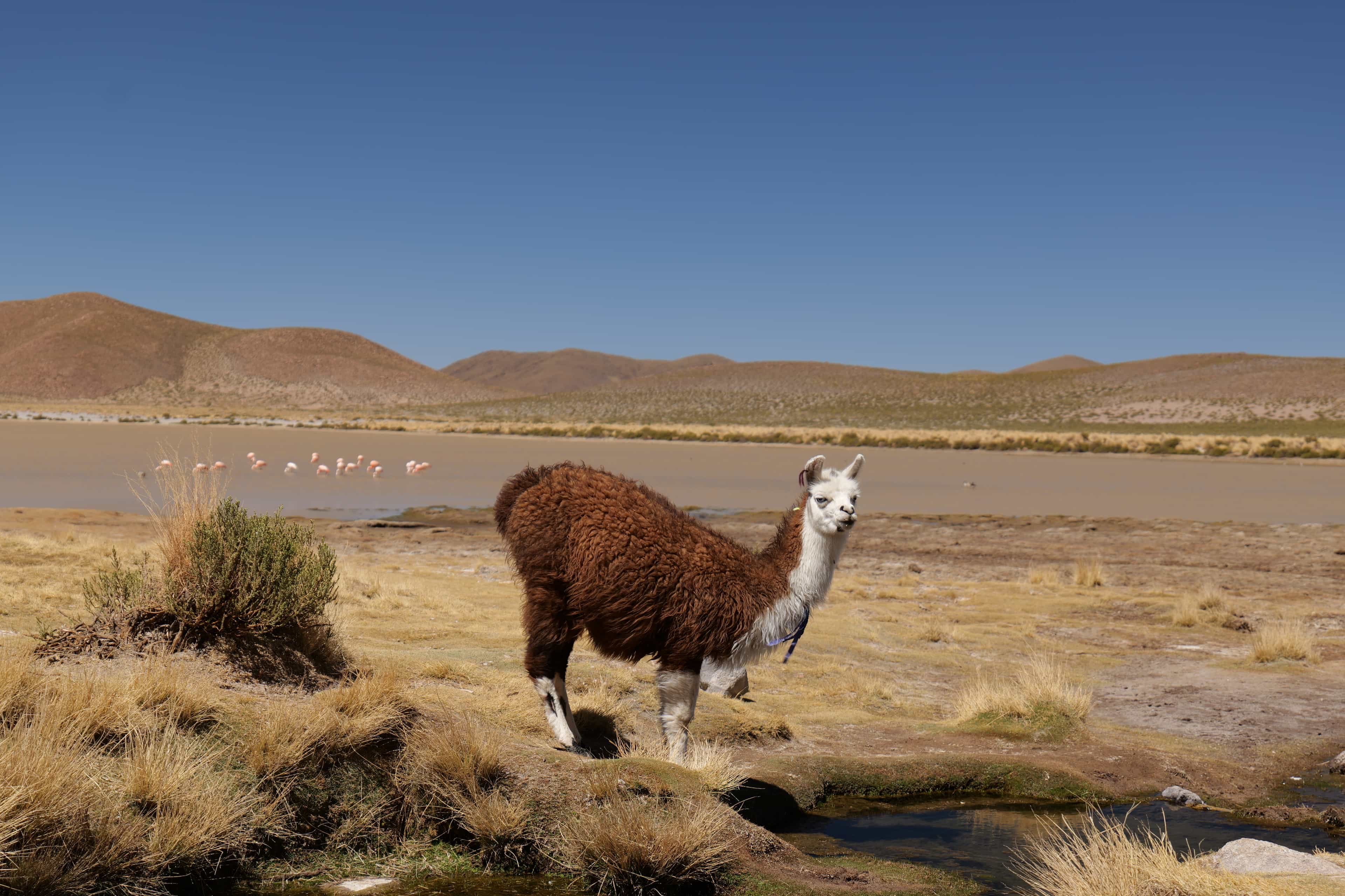 Photo 145 from Bolivia