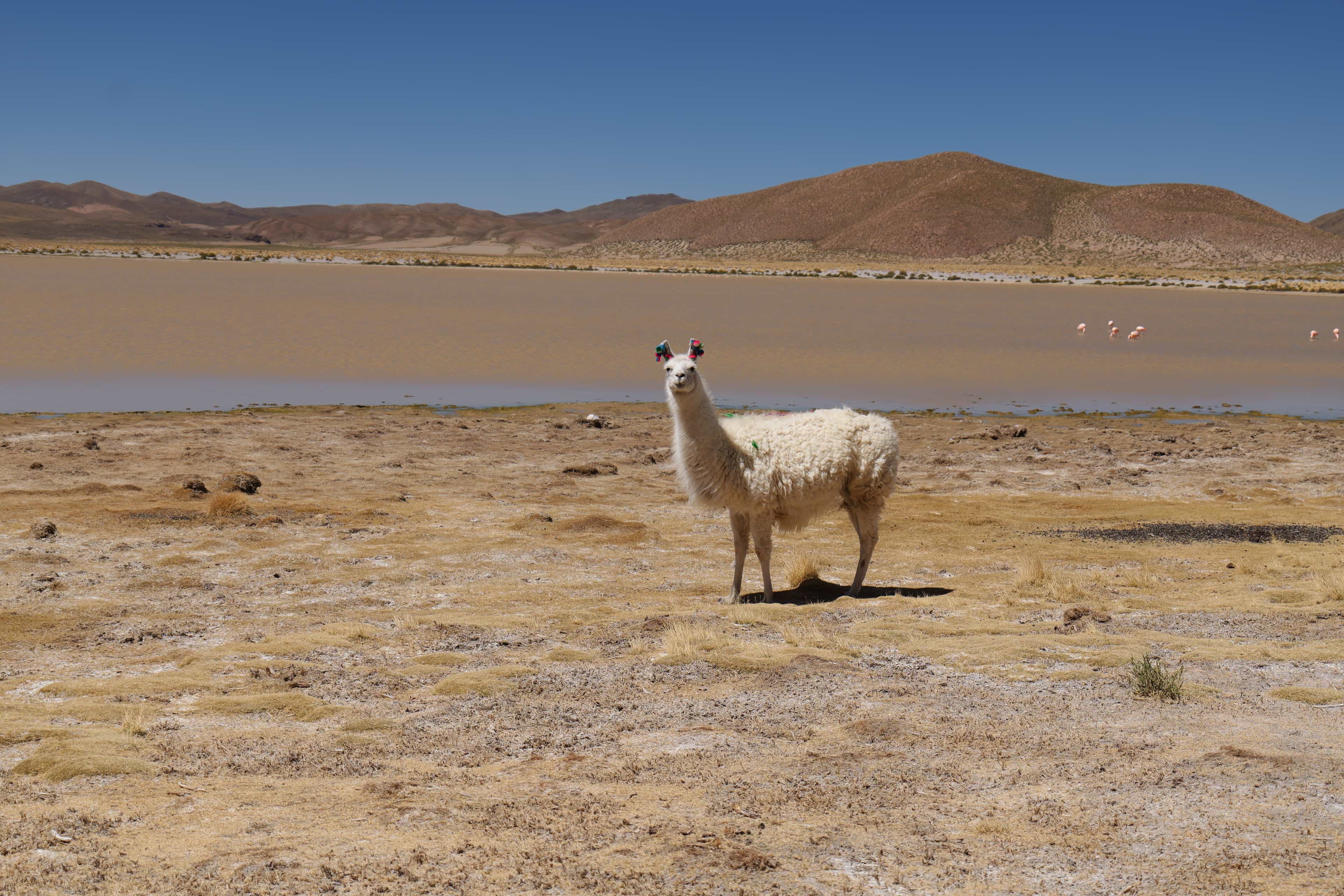 Photo 146 from Bolivia
