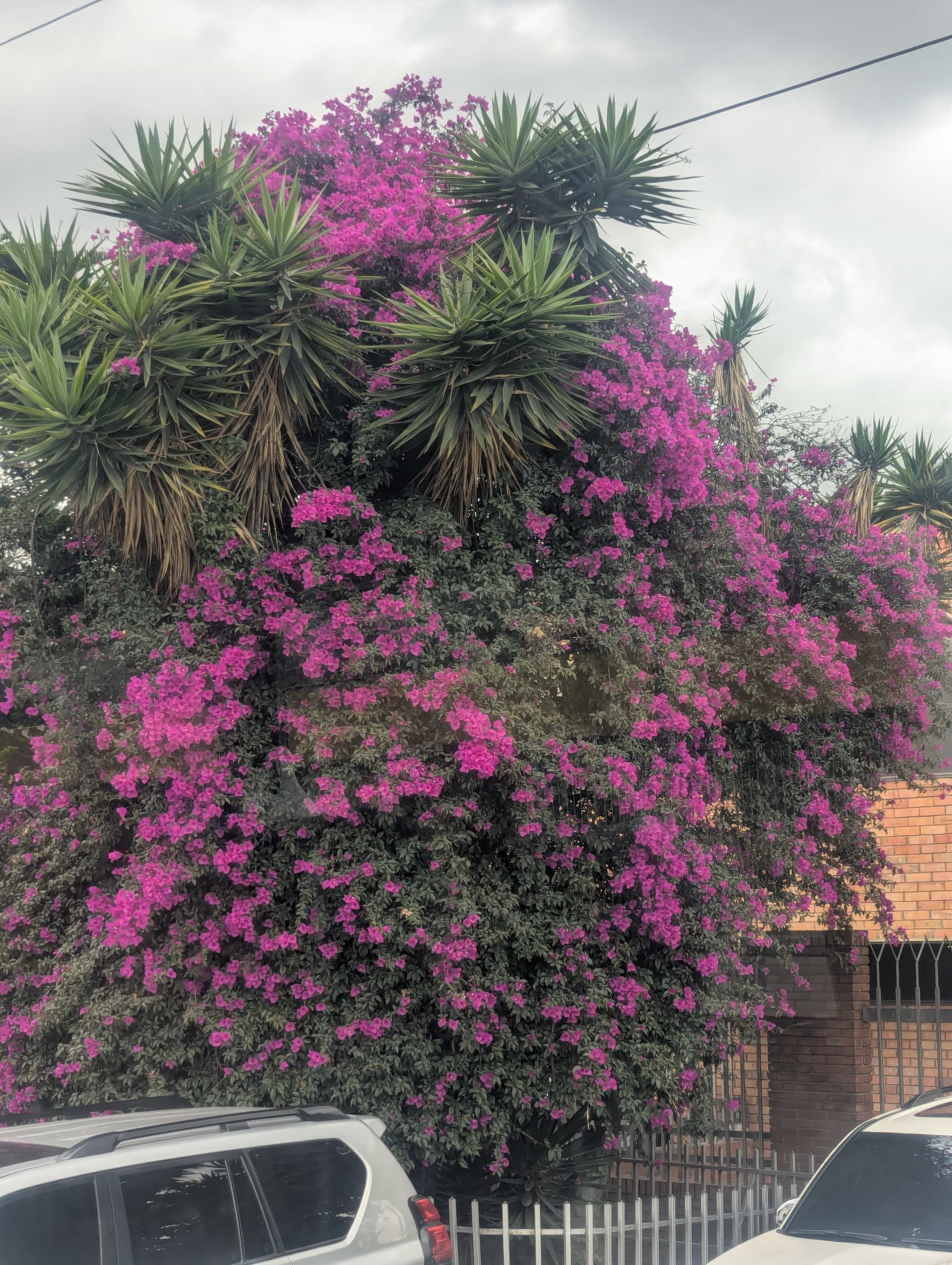 Photo 134 from Colombia