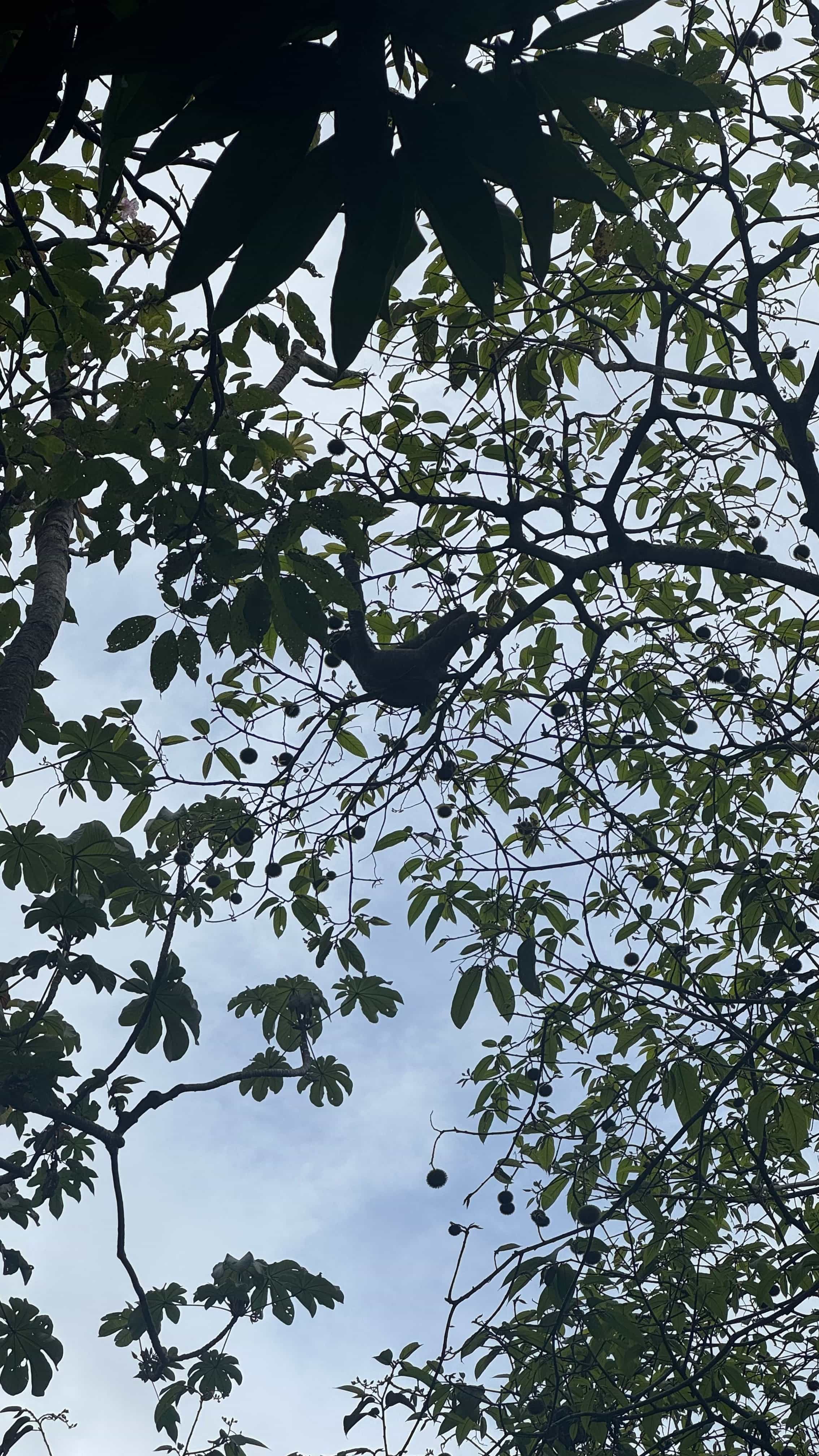 Photo 1 from Costa Rica