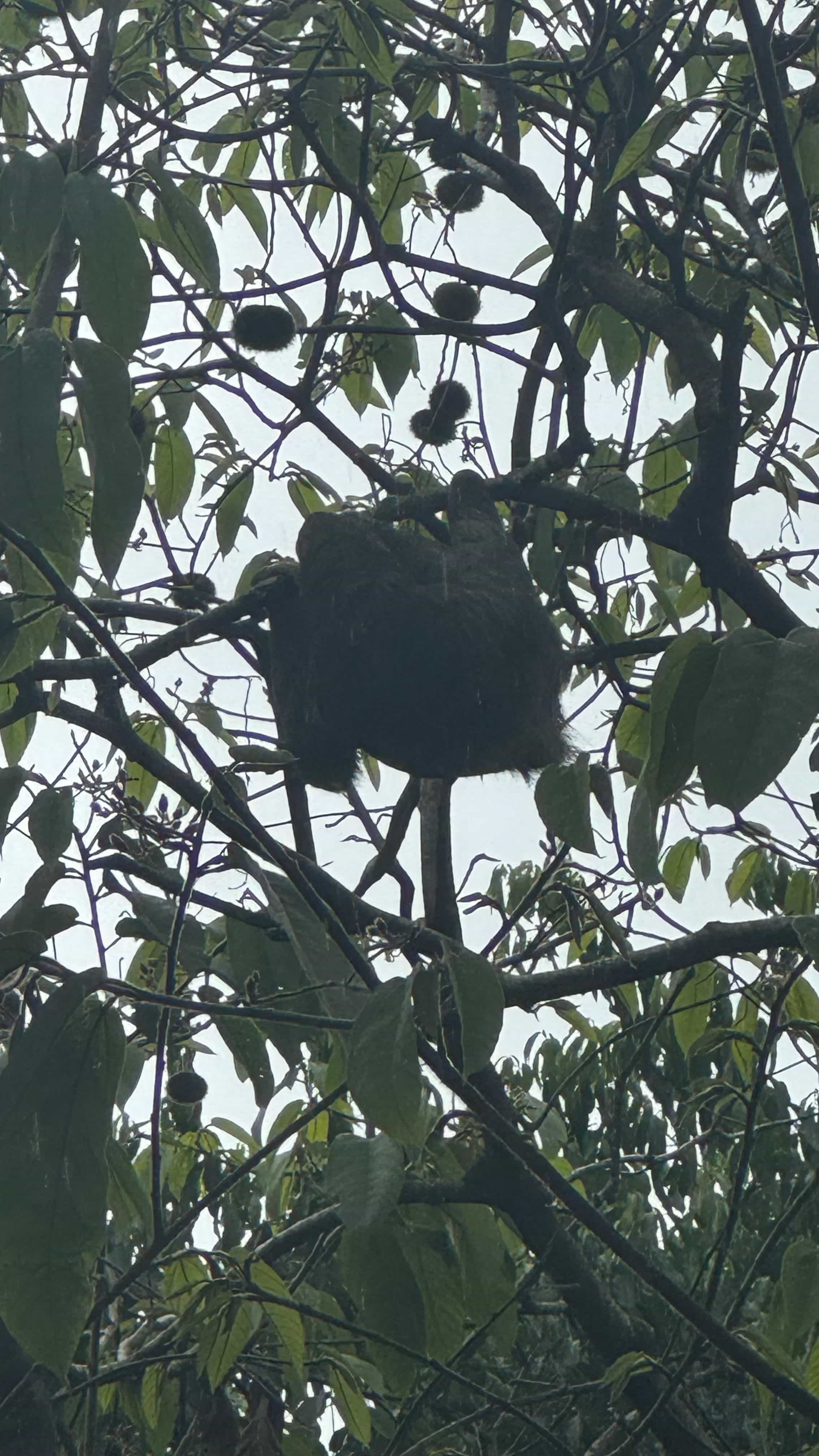 Photo 4 from Costa Rica