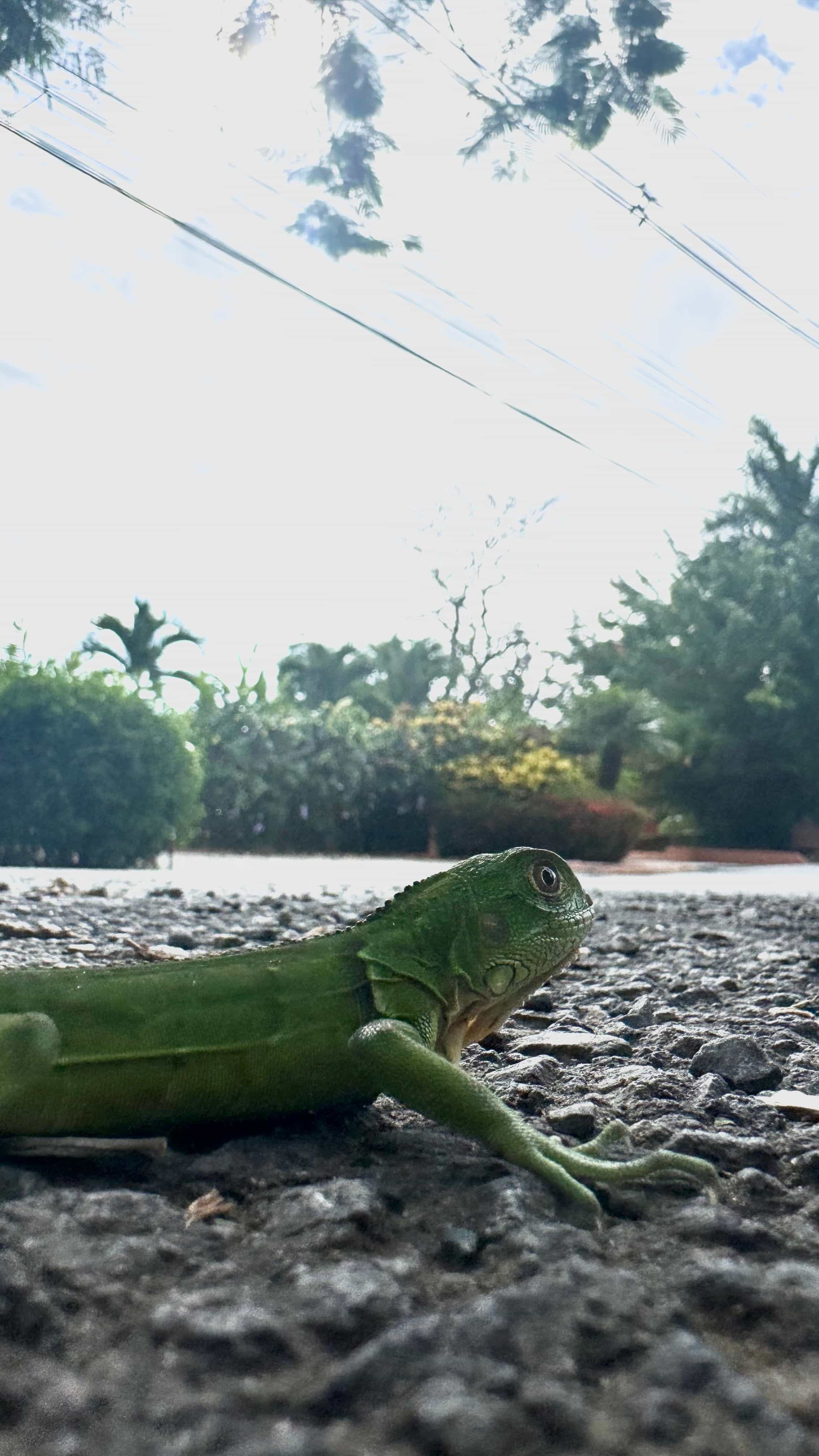 Photo 6 from Costa Rica