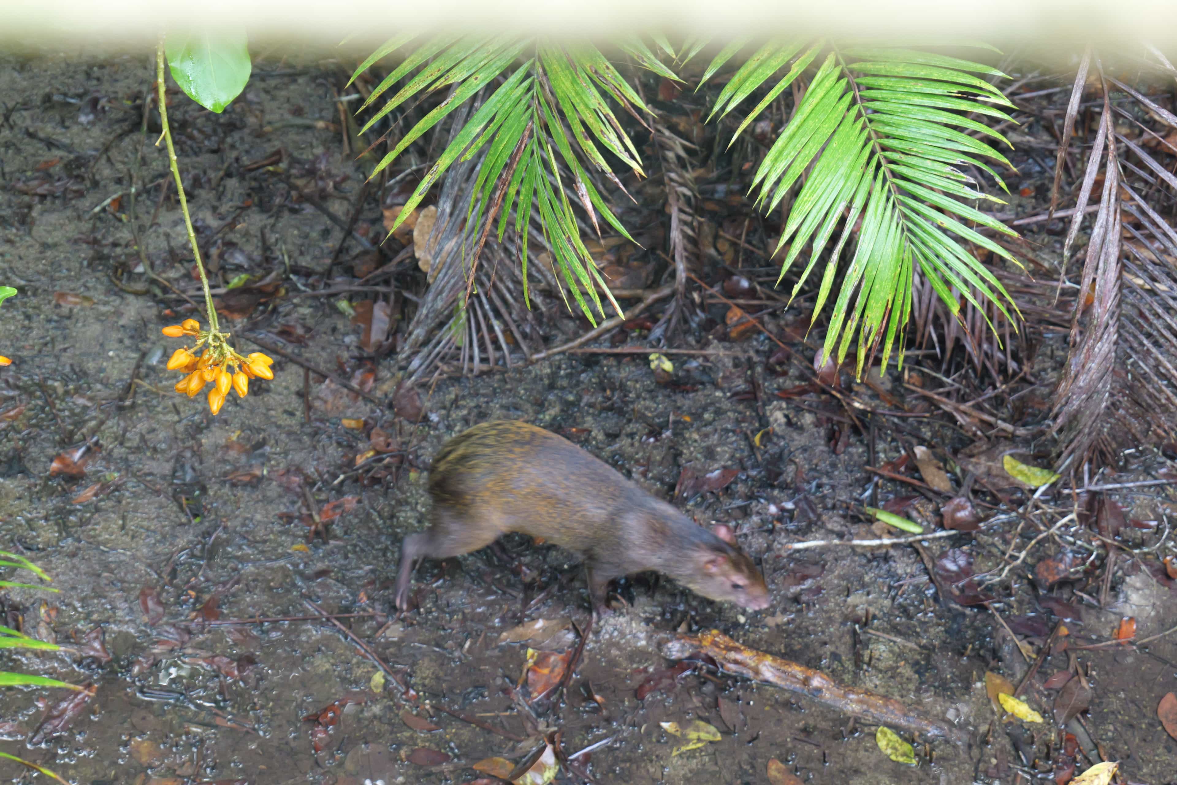 Photo 12 from Costa Rica