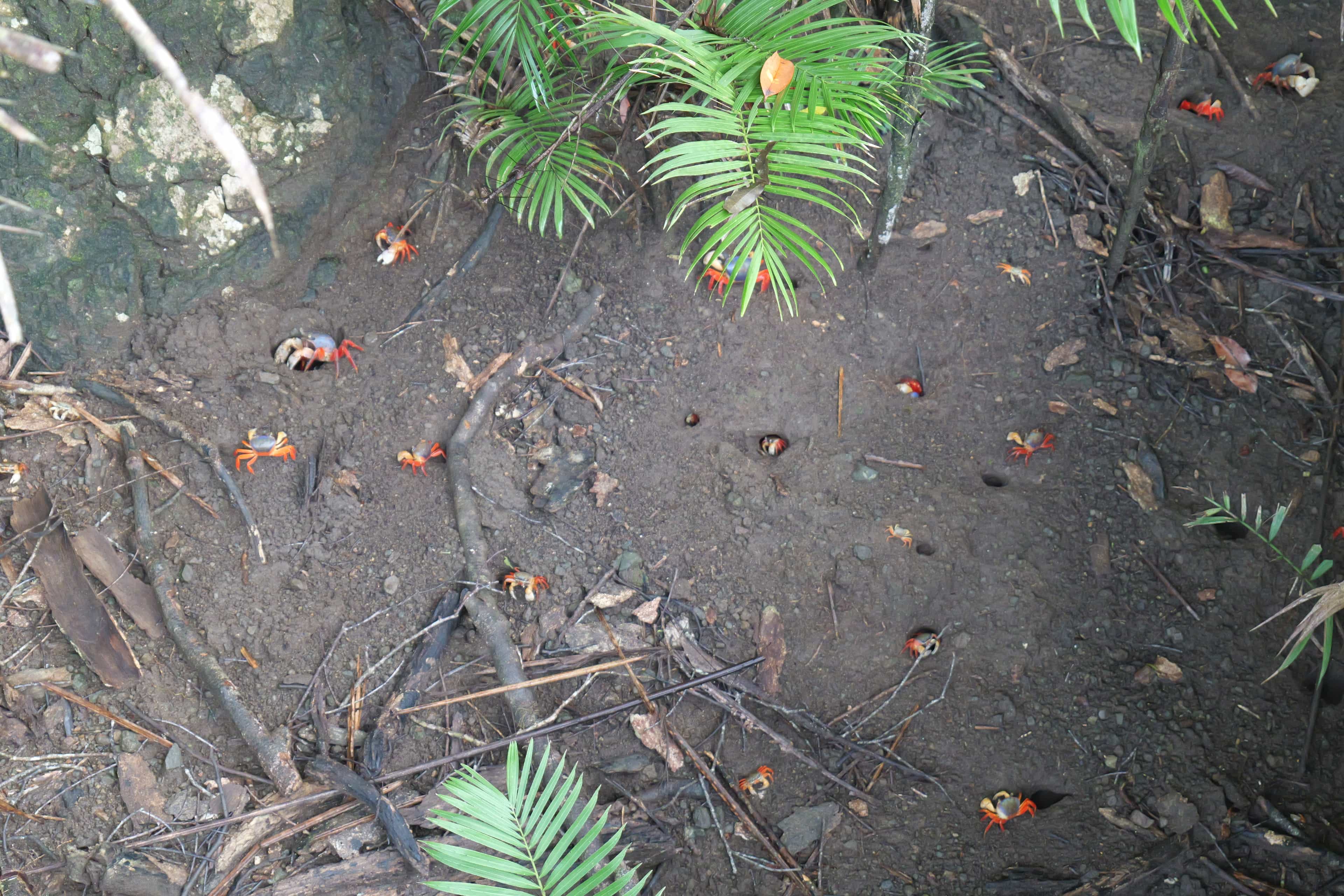 Photo 13 from Costa Rica