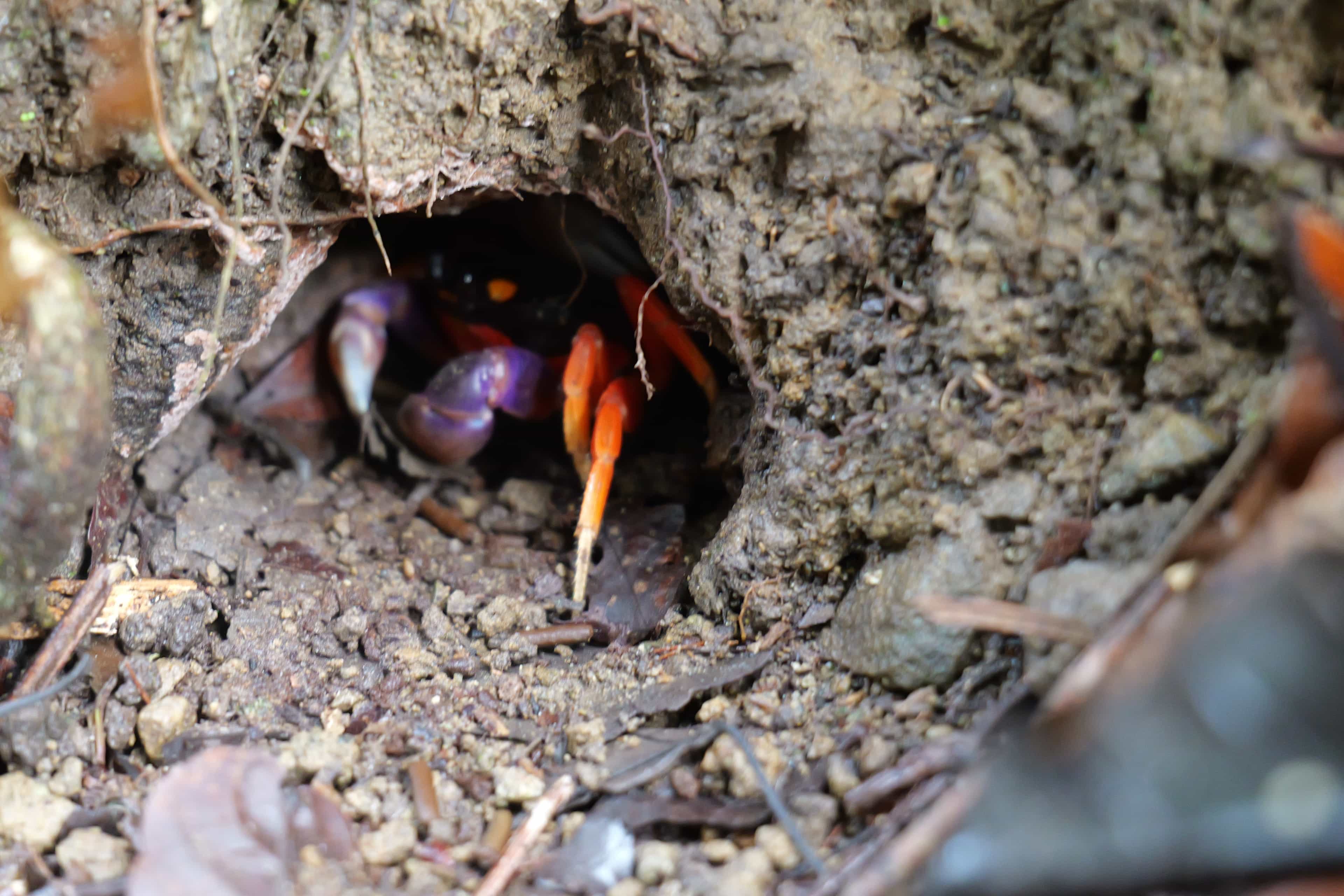 Photo 19 from Costa Rica