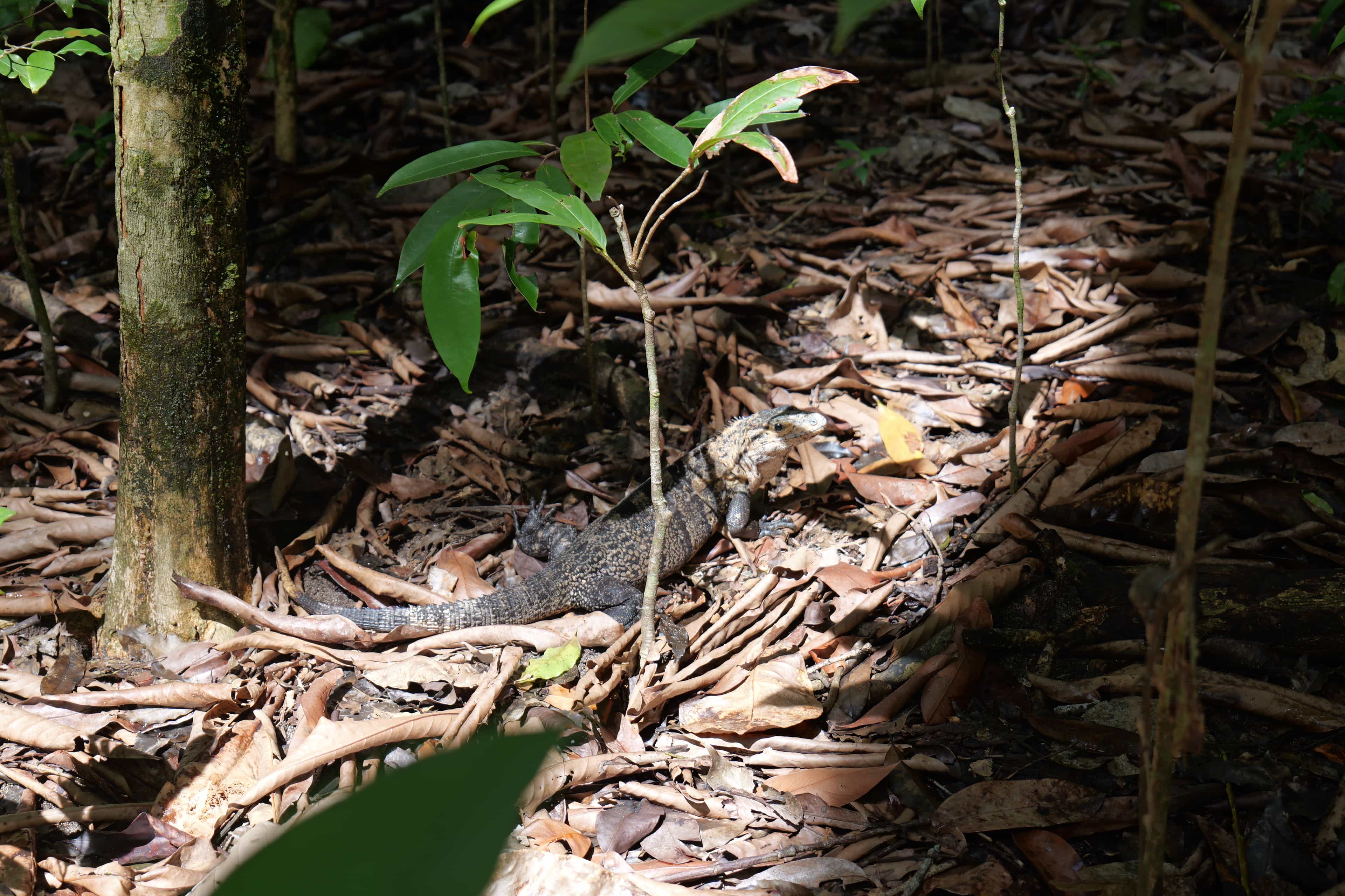 Photo 23 from Costa Rica