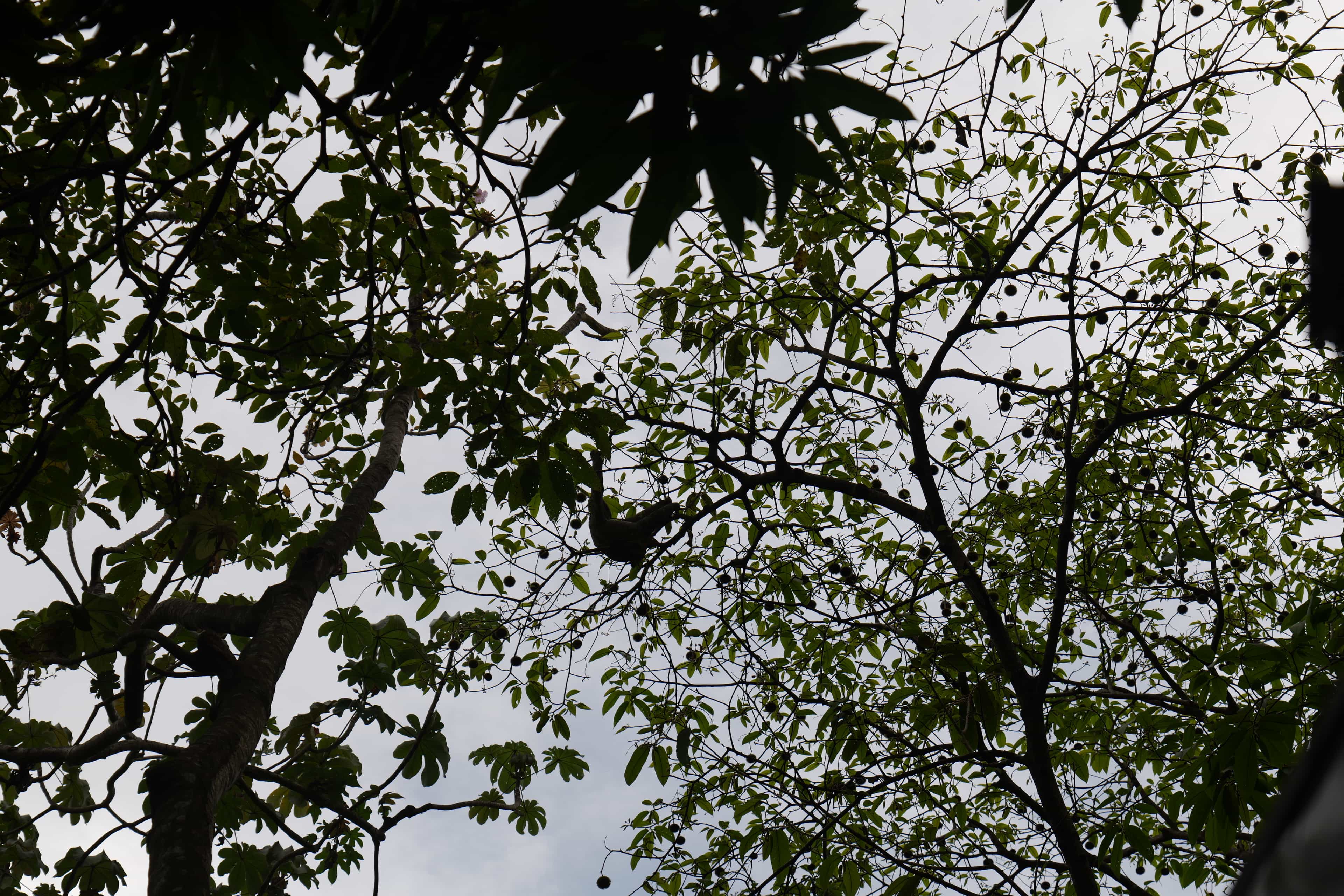 Photo 33 from Costa Rica