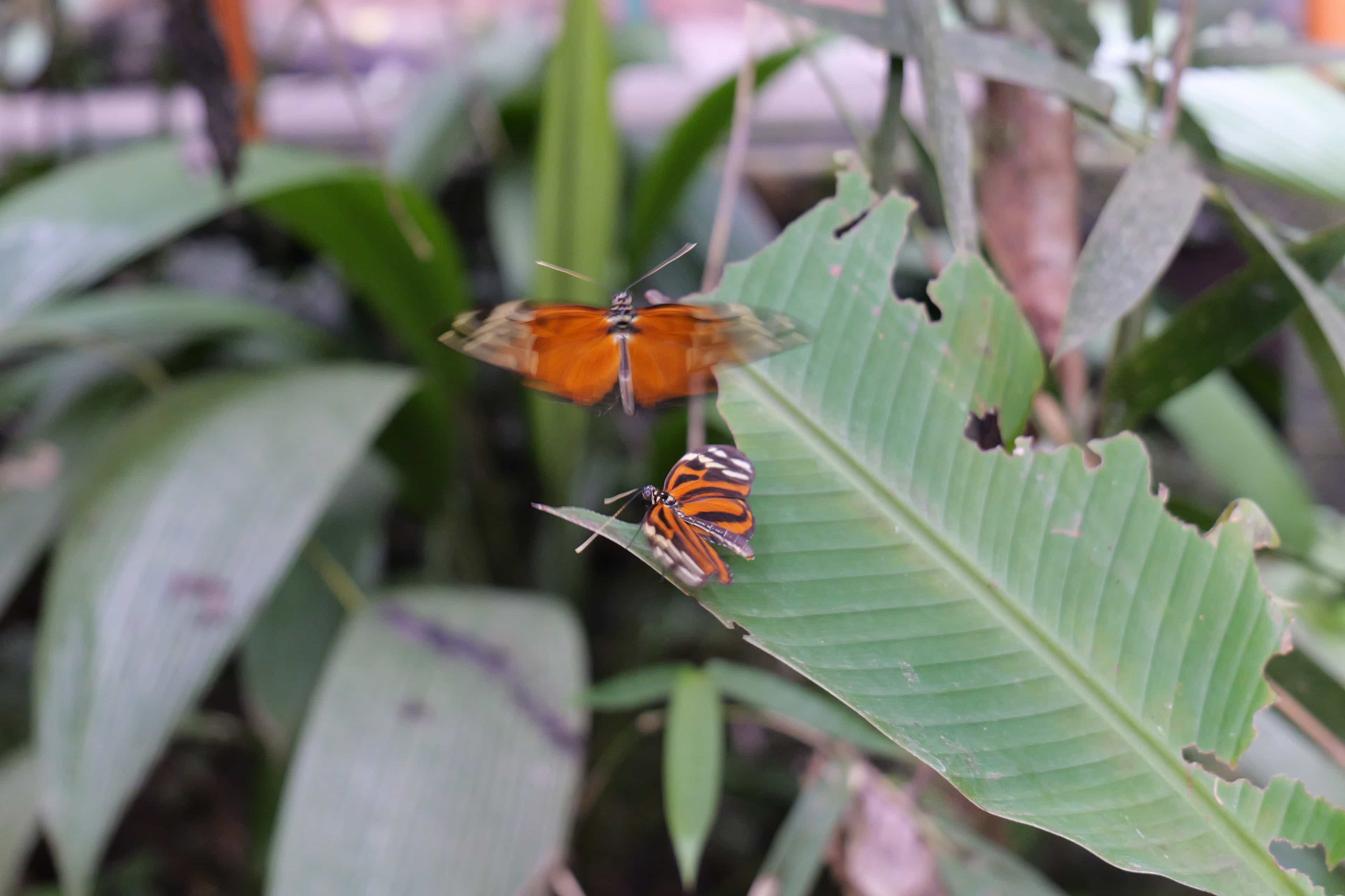 Photo 34 from Costa Rica