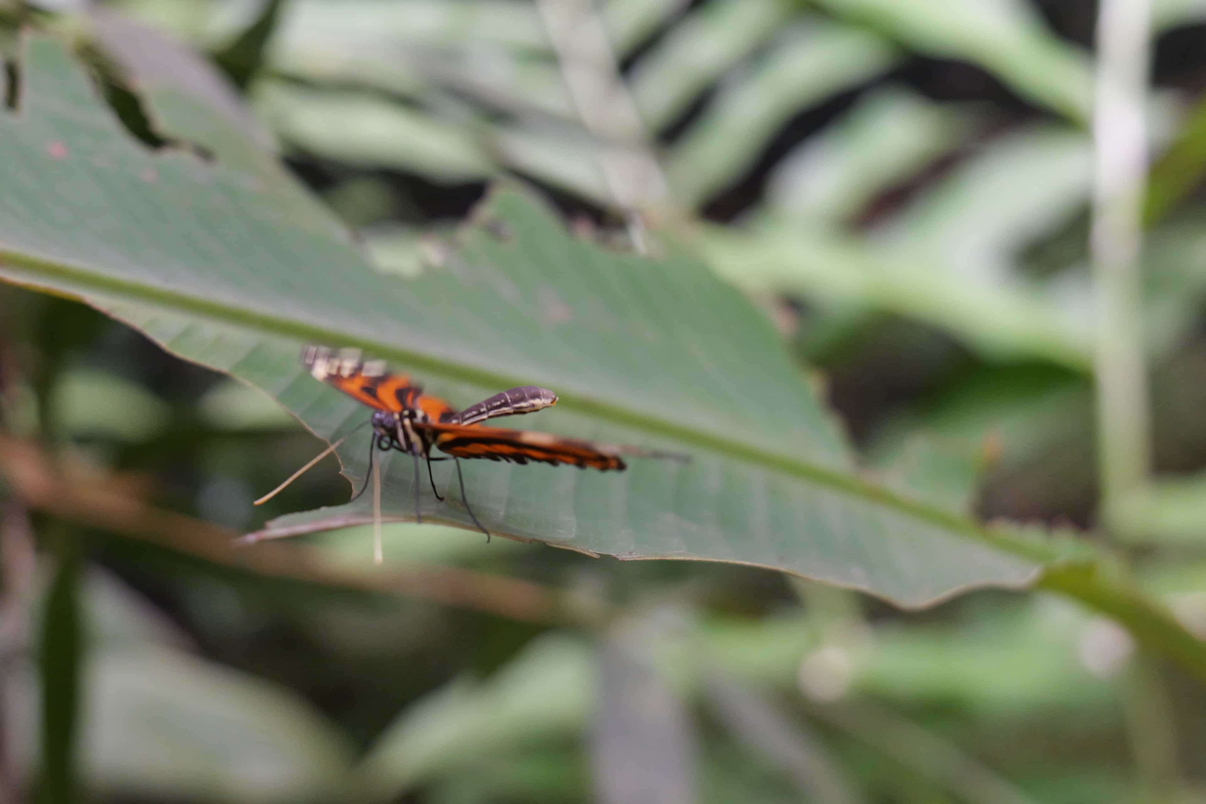 Photo 35 from Costa Rica