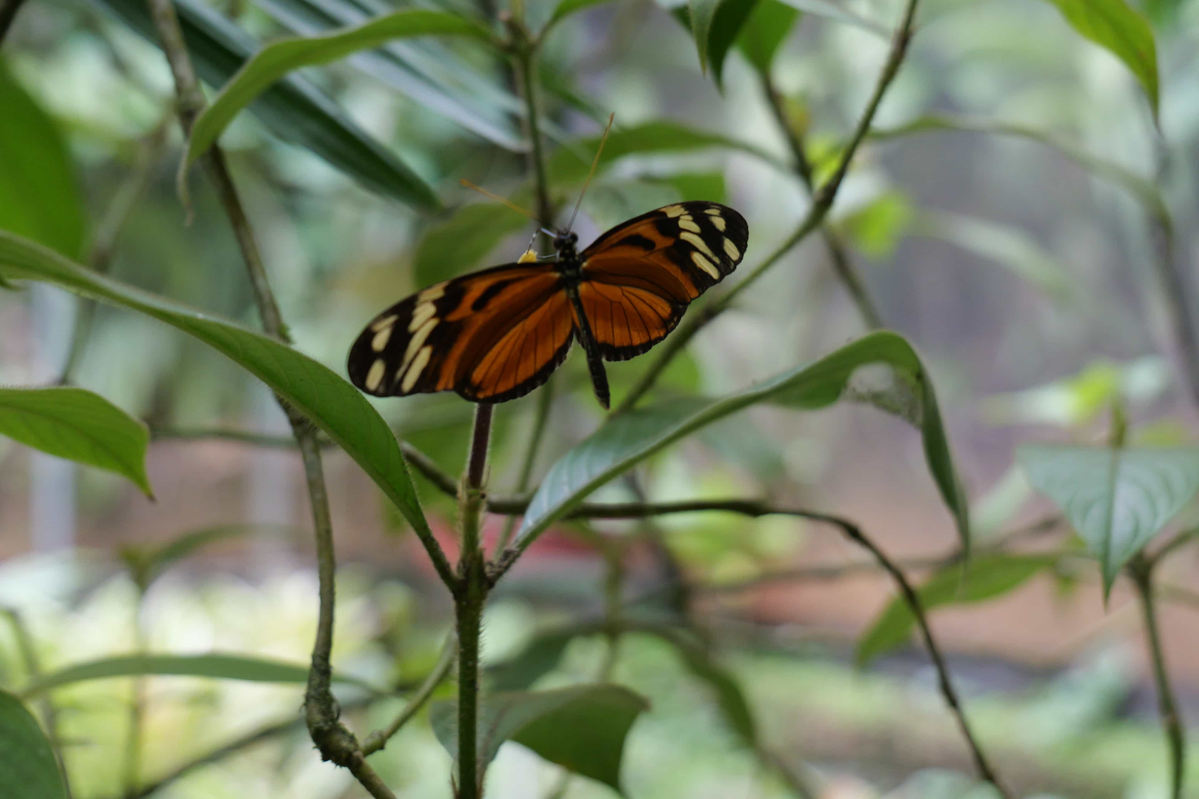 Photo 36 from Costa Rica