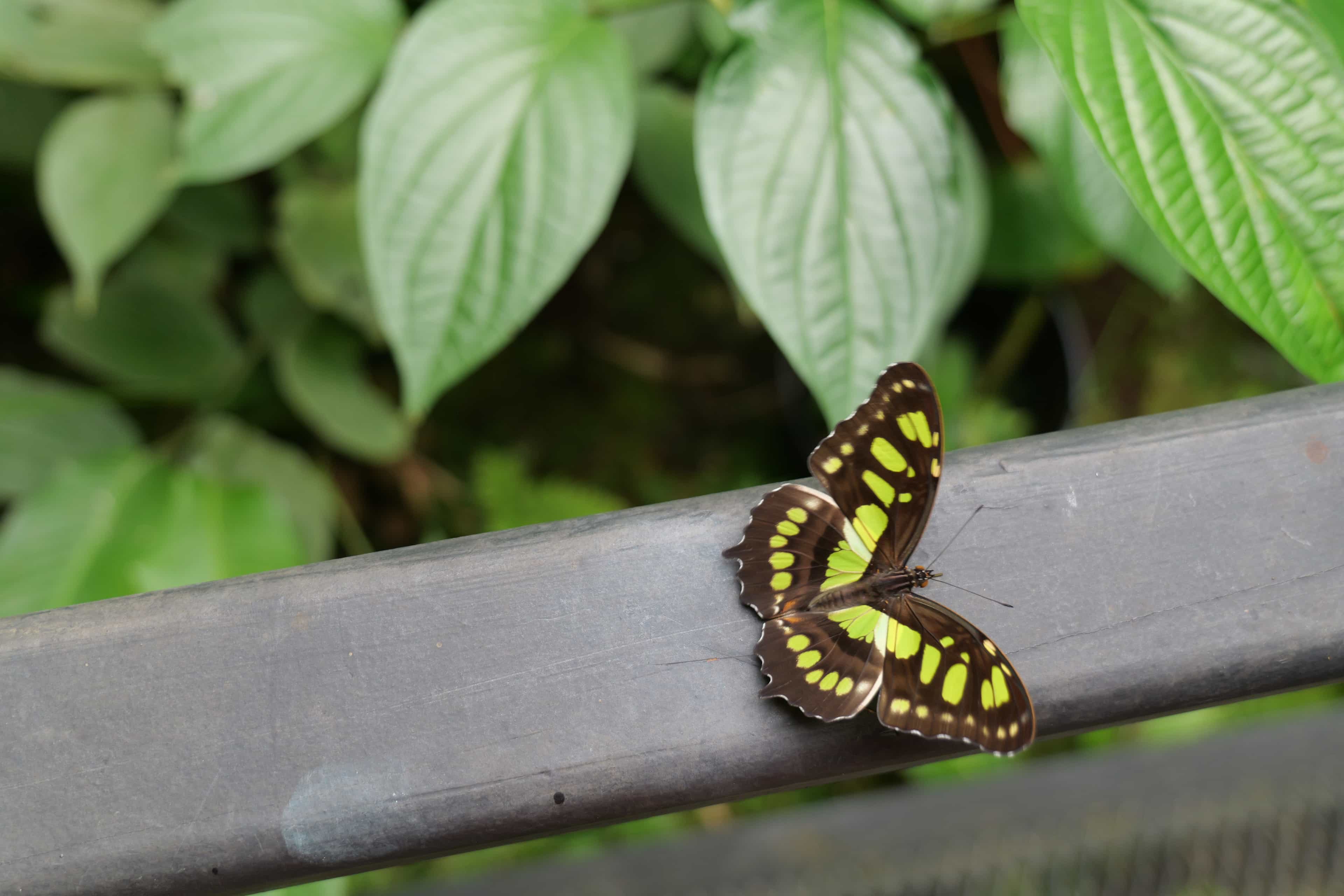 Photo 37 from Costa Rica