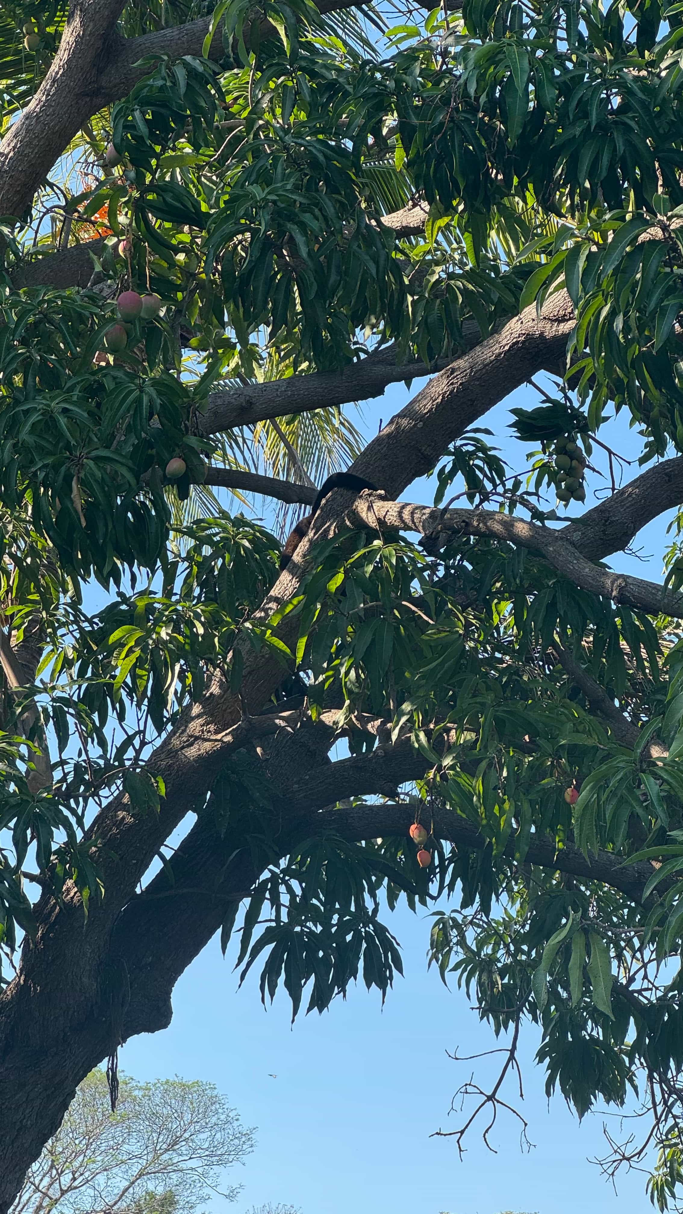 Photo 17 from Nicaragua