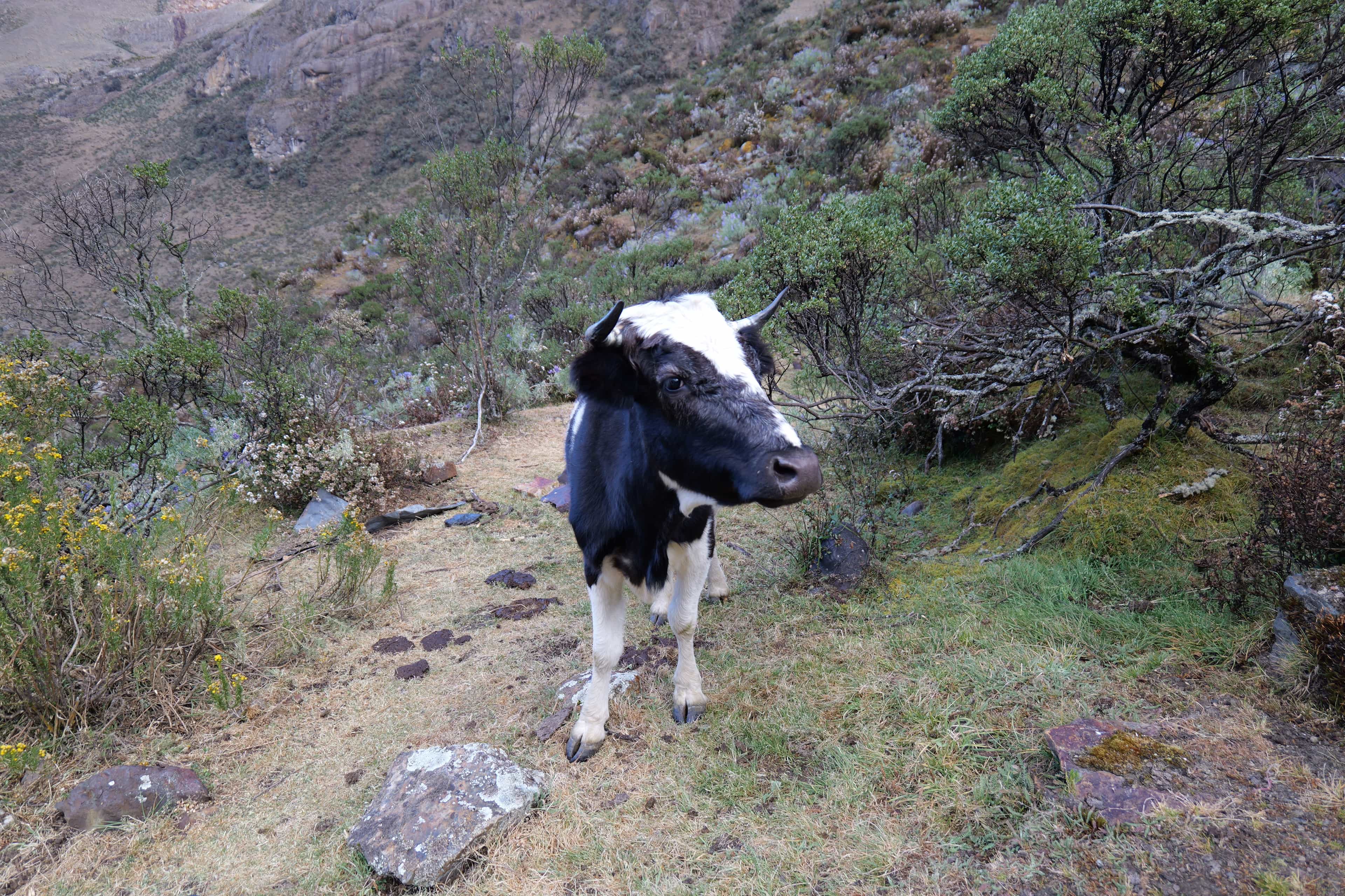 Photo 38 from Peru