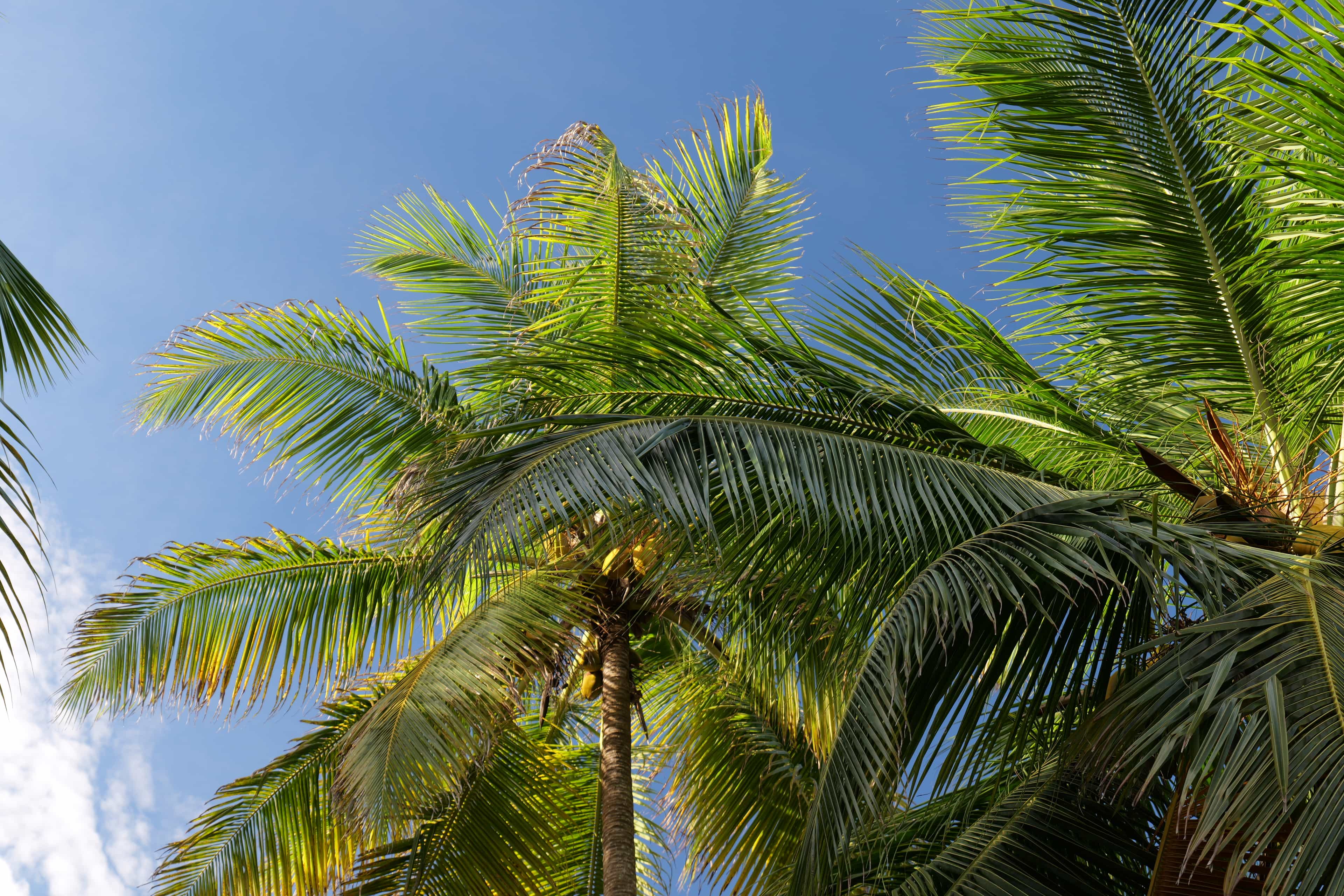 Photo 51 from San Blas Islands