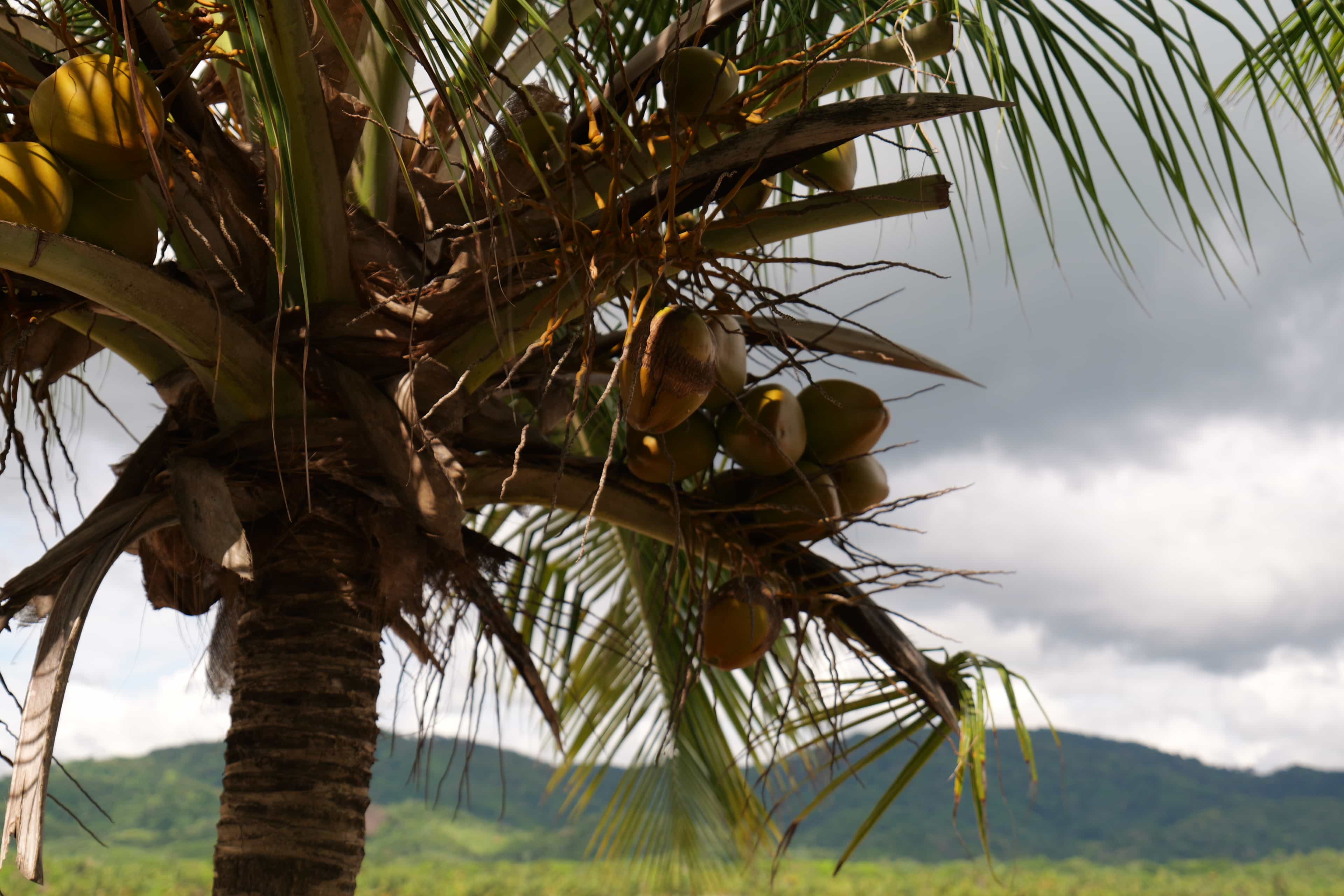 Photo 64 from San Blas Islands