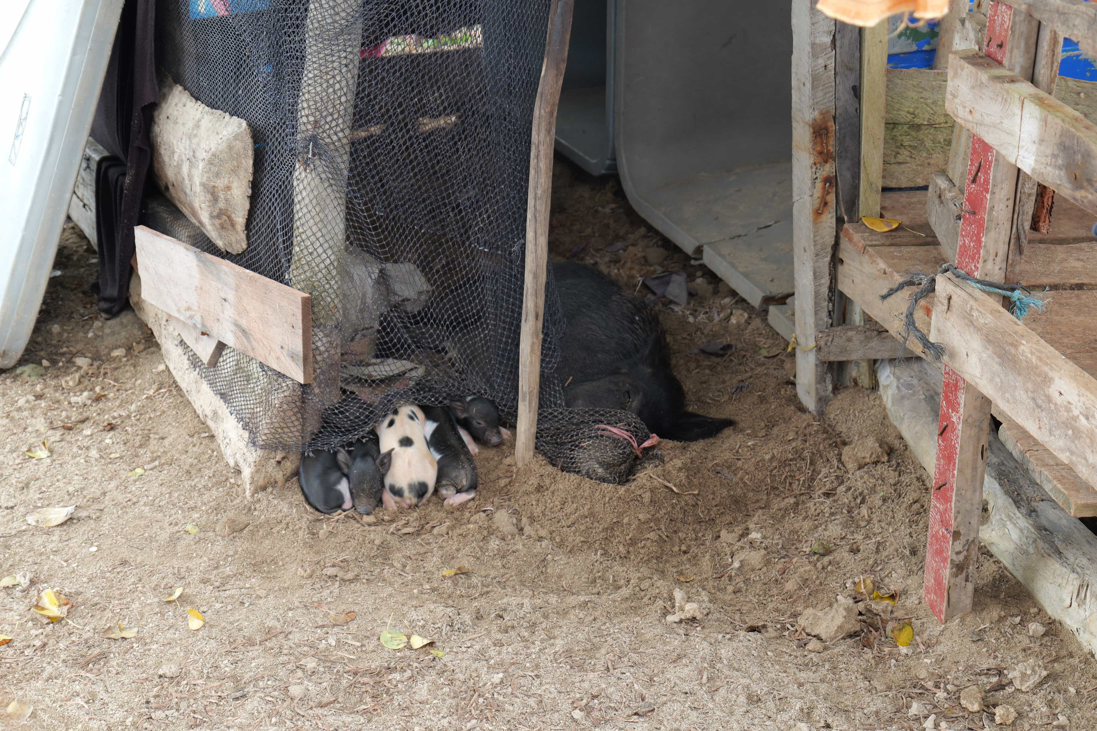 Photo 73 from San Blas Islands