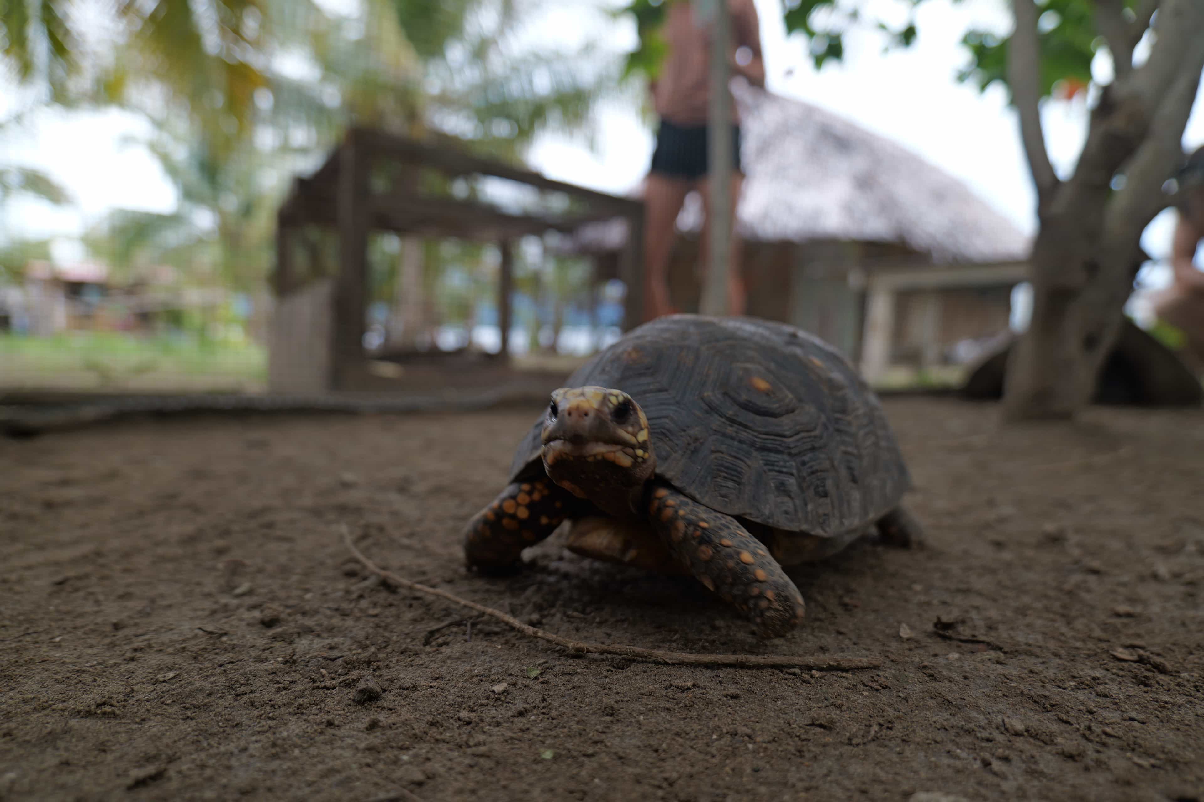 Photo 79 from San Blas Islands