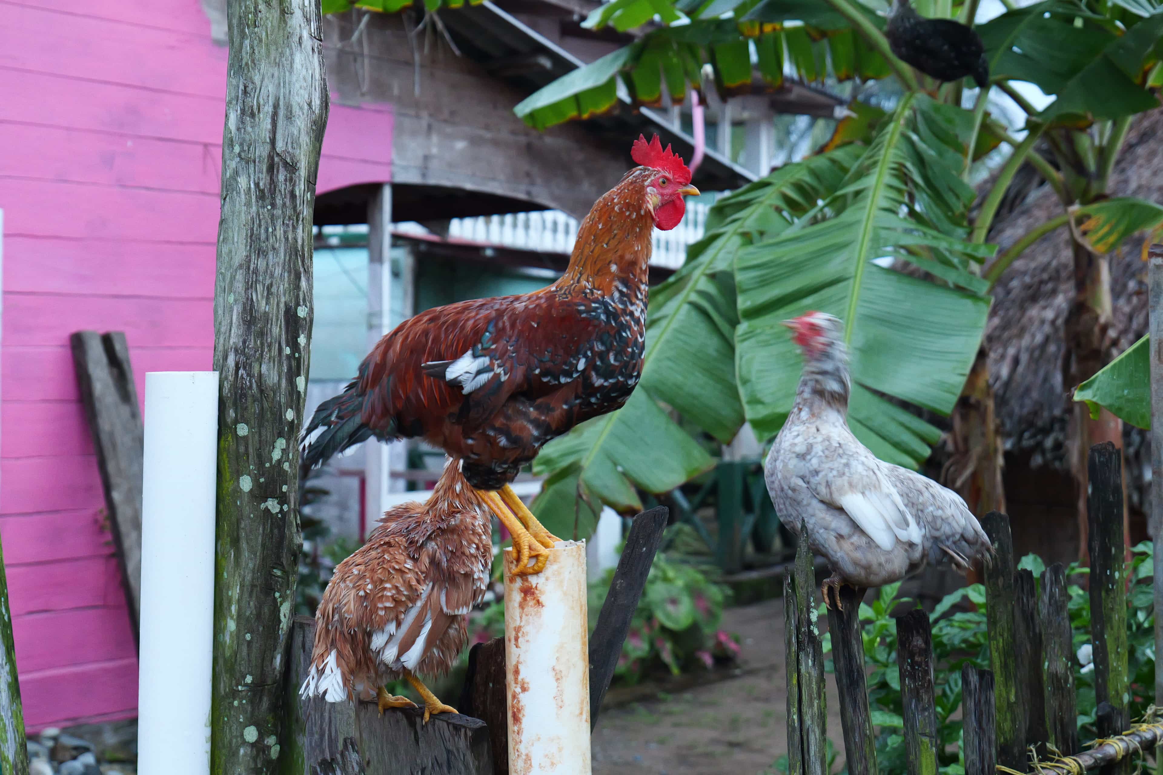 Photo 124 from San Blas Islands