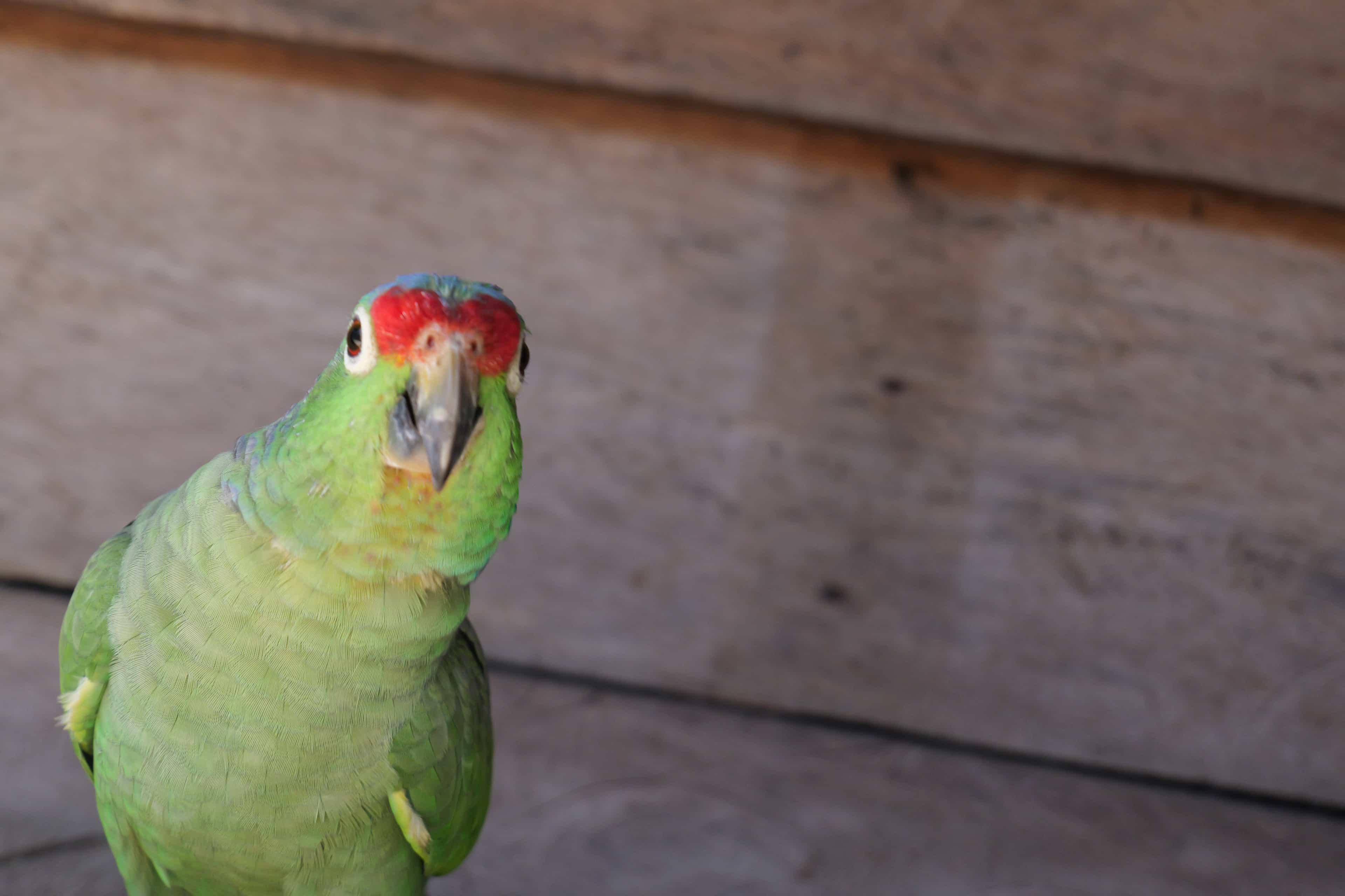 Photo 293 from San Blas Islands